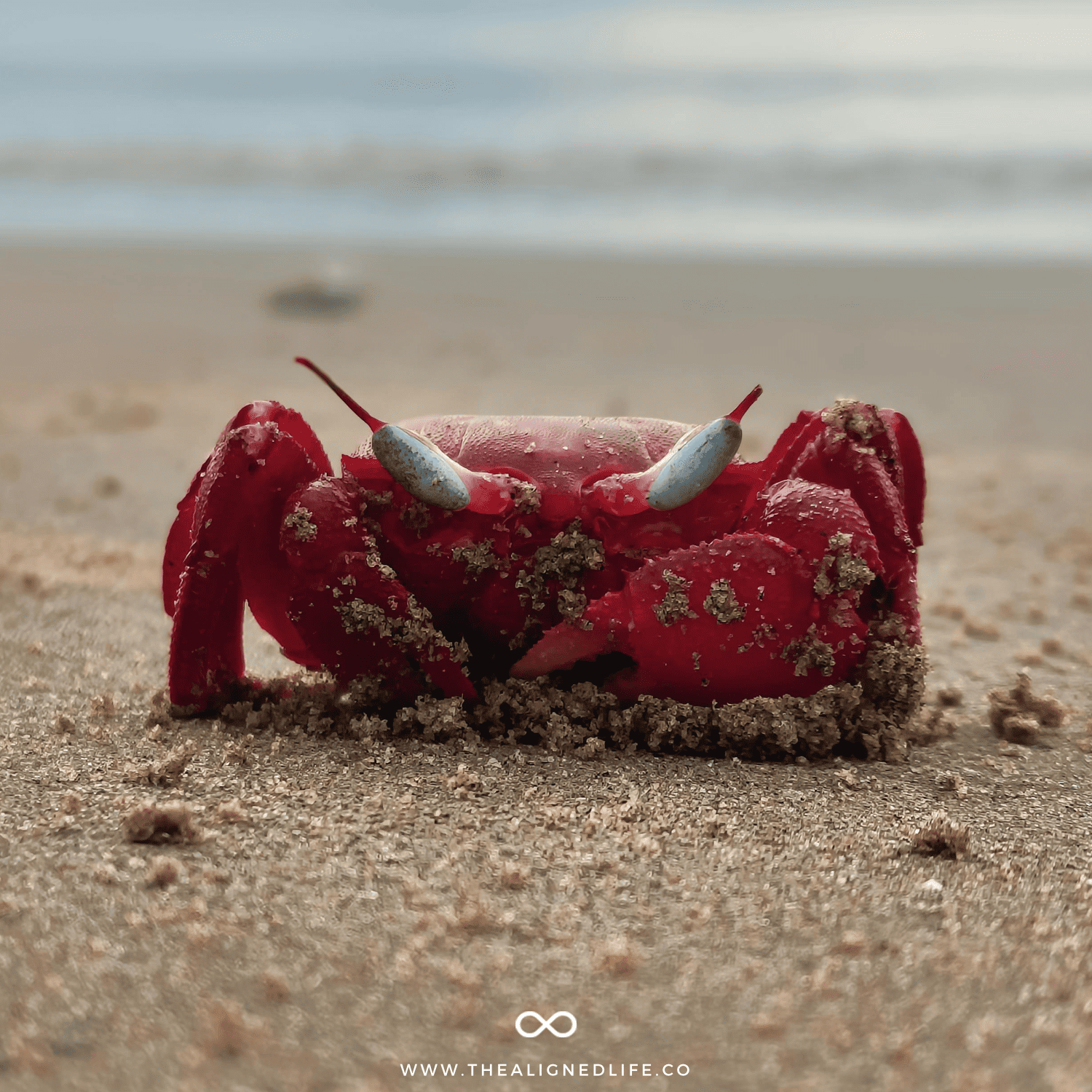 a red crab on a beach | Your Guide To Cancer Season | The Aligned Life Manifestation + Spirituality Blog