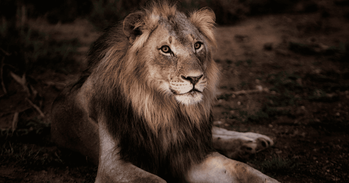 Leo Season 2026: Journal Prompts, Ritual Ideas + More! | The Aligned Life Manifestation & Spirituality Blog