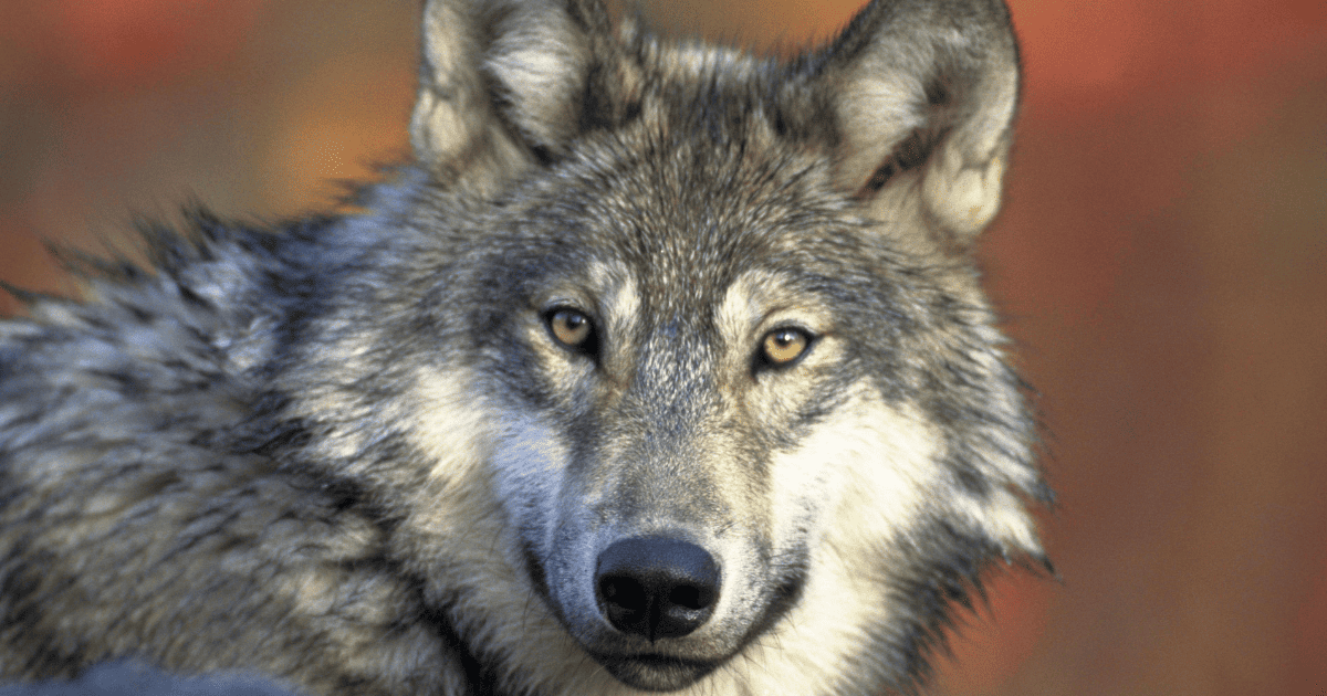 wolf | Spirit Animals: A Guide To Dreams & Symbols | The Aligned Life Manifestation Blog