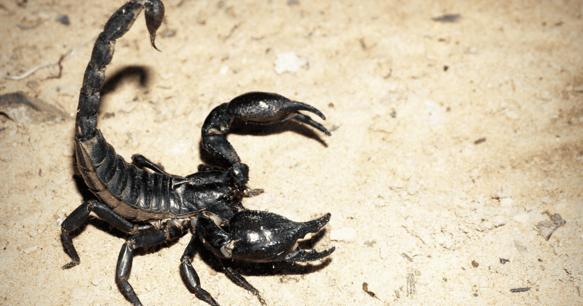 black scorpion on the beach flash photo with text Scorpio Season Journal Prompts, Ritual Ideas & More