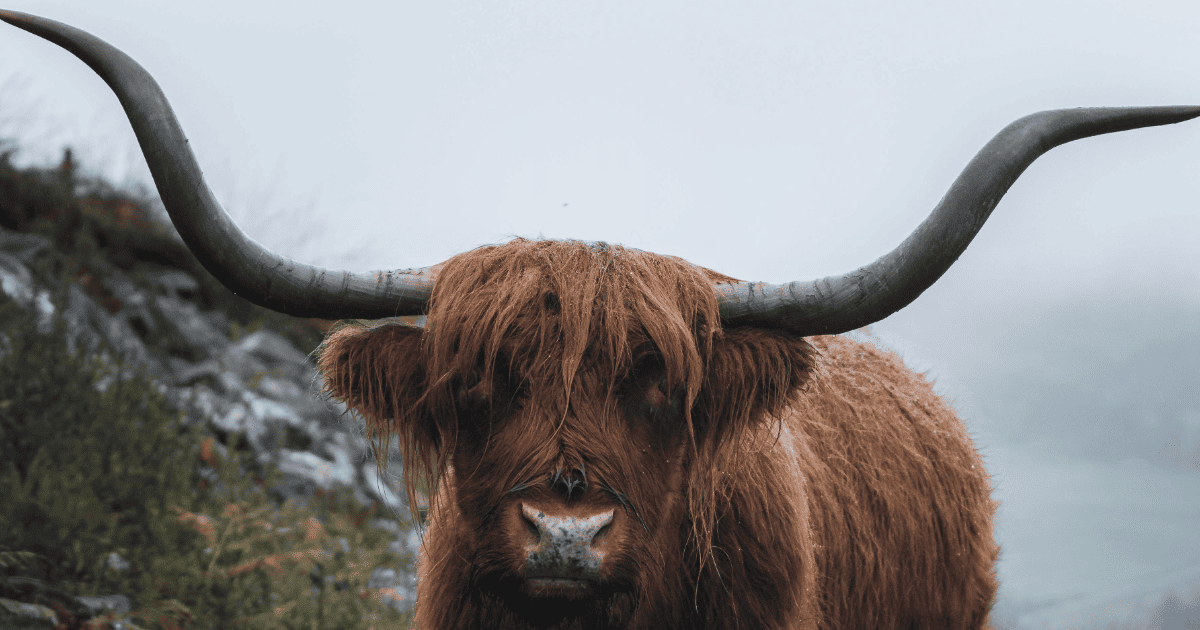 a bull stands on a foggy pathway | Taurus Season Report: Journal Prompts, Ritual Ideas, Affirmations + More | The Aligned Life Manifestation + Spirituality Blog