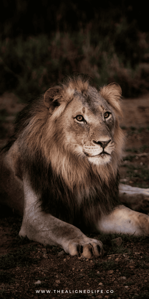 Leo Season 2026: Journal Prompts, Ritual Ideas + More!